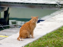 Lucky, the K-Dock Cat